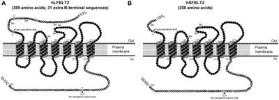 Two distinct forms of human BLT2: long-form and short-form BLT2